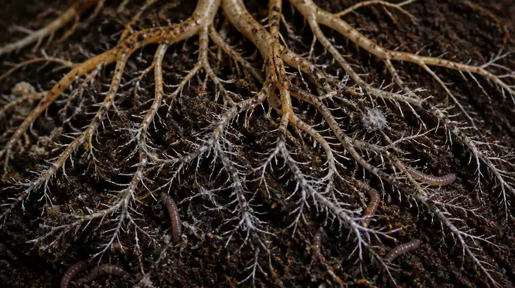 Healthy Tree Roots Underground Signs